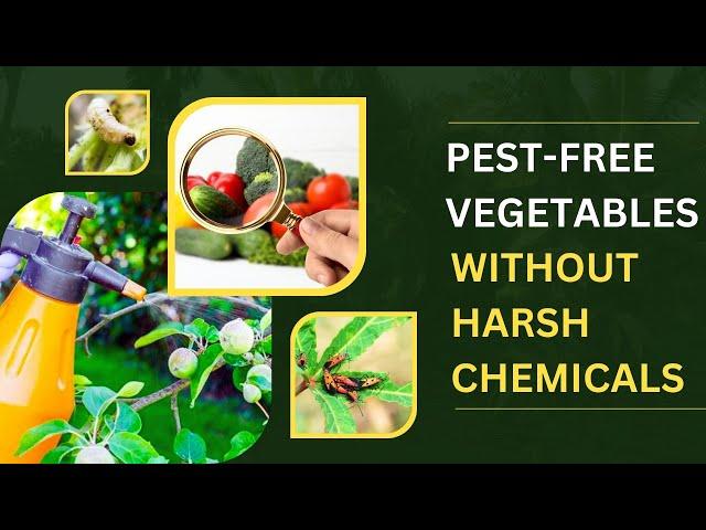 How To Make Natural Pesticides For Vegetables? Chemical Free Veggies