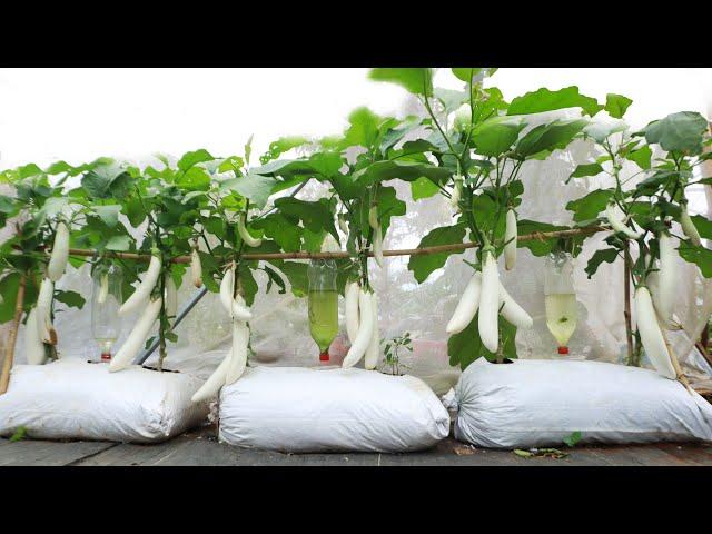 Growing super delicious long white eggplant - Long fruit - many fruits