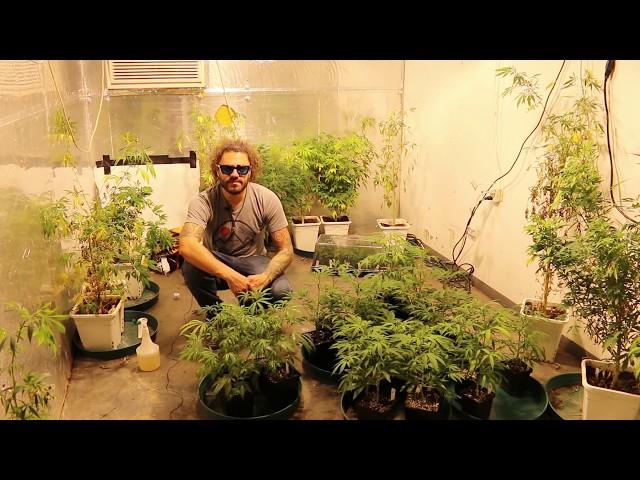 Documentary: Foliar Feeding Plants | Cannabis Foliar Feeding