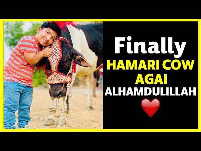 Finally Hamari Cow Agai Alhamdulillah ️