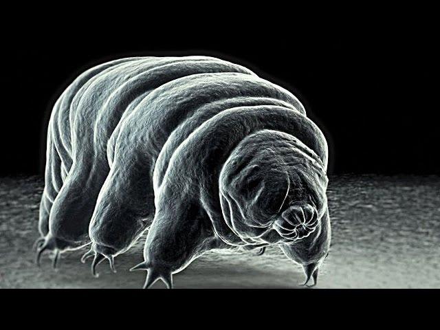 Meet The World's Toughest Animal... The INVINCIBLE Tardigrade!