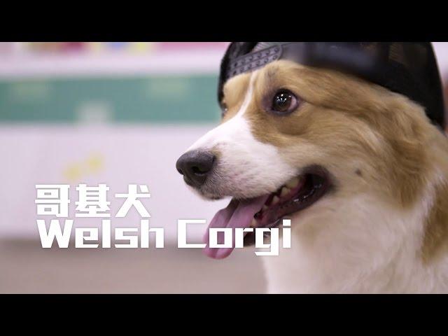 Think Big 動物說不完 - 哥基犬 Welsh Corgi (TVB)