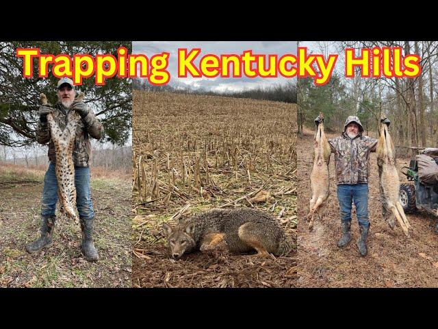 Showing sets and lots of catches, Trapping on a Kentucky hunting lease. #trapper