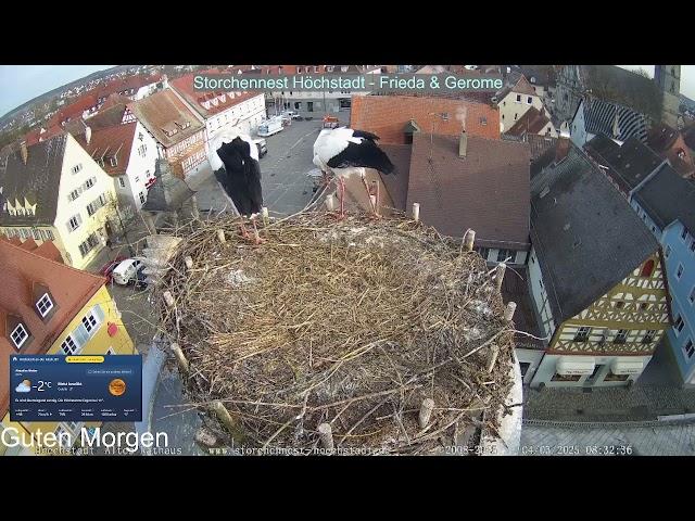 2025 03 04 Storchennest Höchstadt, Frieda & Gerome immer fleißig am Nestbau und Nachwuchs zeugen️