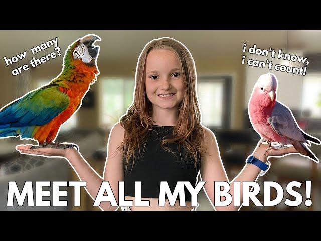 Meet ALL My Birds!