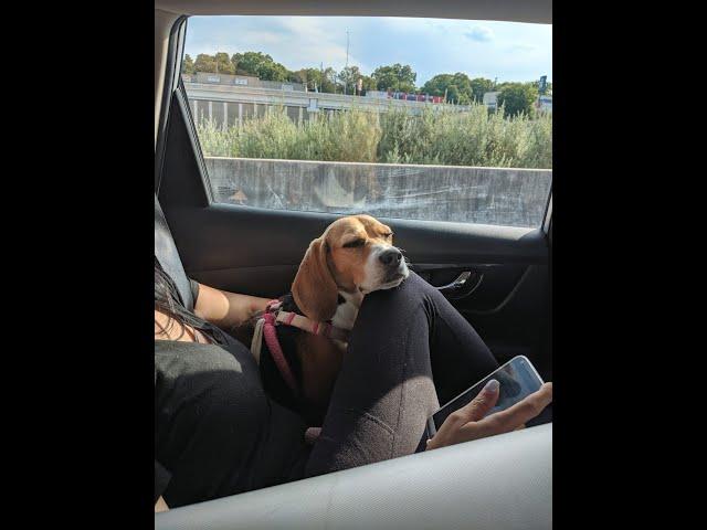 Cute Beagle Falls Asleep During Uber Ride