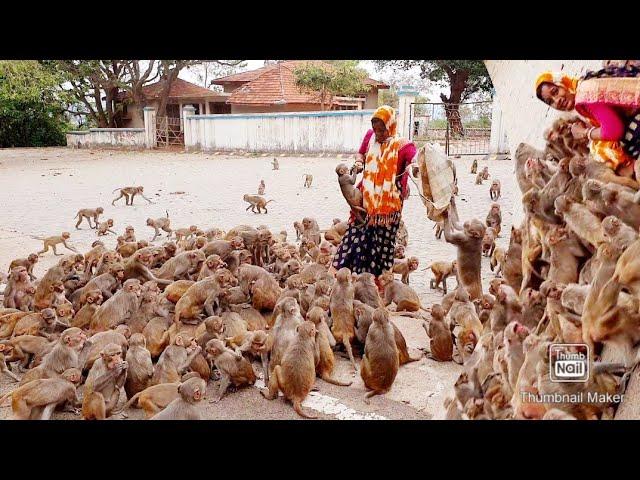 The heartbreaking reactions of these hungry monkeys||in bandron ke hruday bidarak pukar