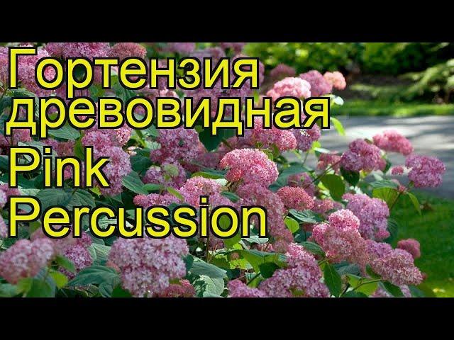 Гортензия древовидная Pink Percussion. Краткий обзор, описание характеристик, где купить саженцы