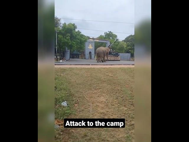 Elephant is going to attack to the camp# 