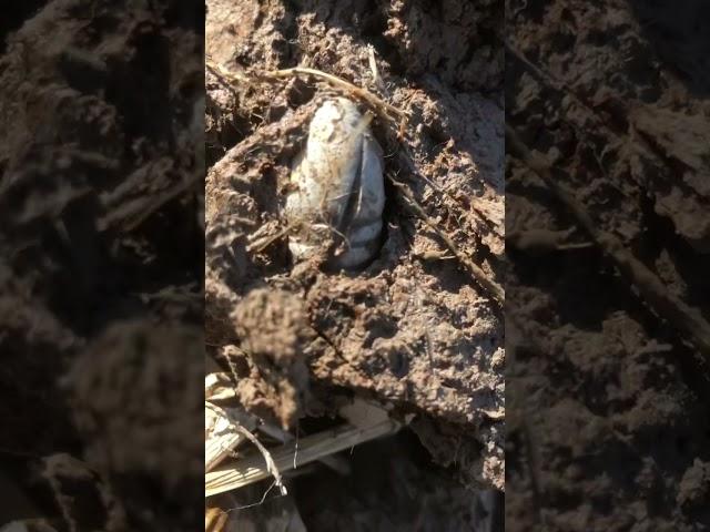 Bounty Hunter Metal Detector finds Amazing Relics ! #ramdetecting #metaldetecting #dirtfishing
