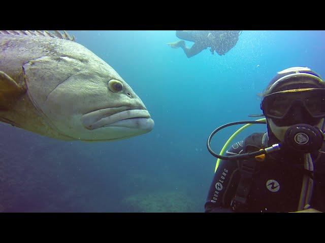 Violento encuentro con un mero en las Islas Medas (violent encounter with groper in Medas islands).