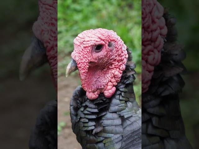 Ugly or cute? 99% of people think this bird is ugly #thanksgivingideas