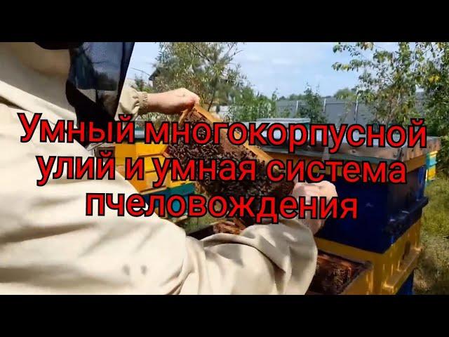 МНОГОКОРПУСНОЙ УЛЕЙ, УНИКАЛЬНАЯ СИСТЕМА ПЧЕЛОВОЖДЕНИЯ, умный УЛЕЙ. ч. 2.