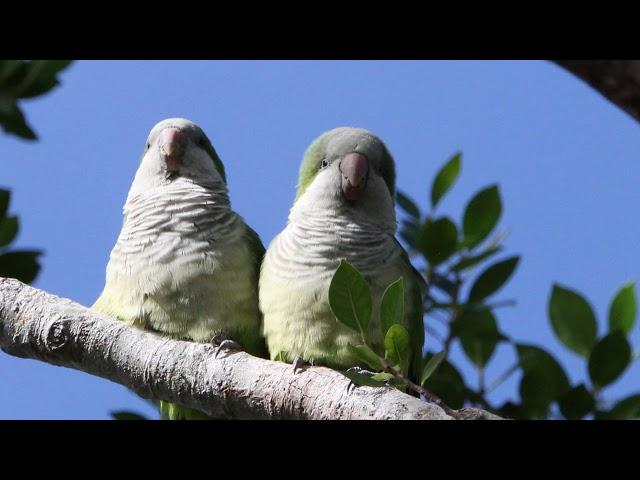 Wild Quaker Parakeet Soundtrack/Images