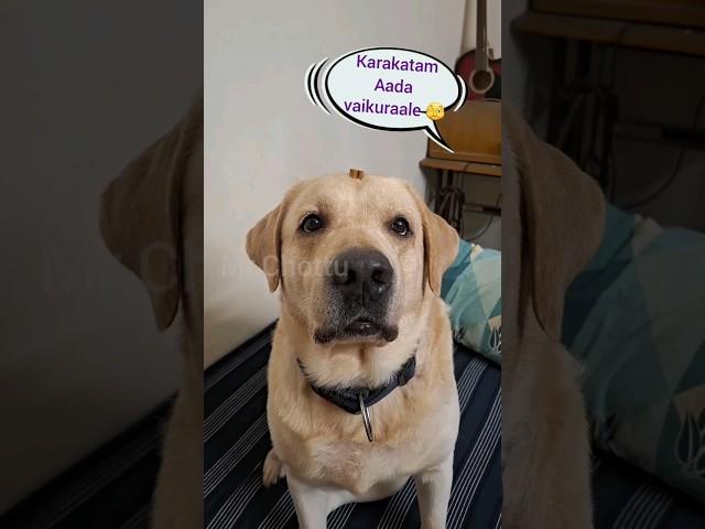 Patience check #dogs #funnyvideos #trendingshorts #viral #pets #animals #dance #love #food #doglover