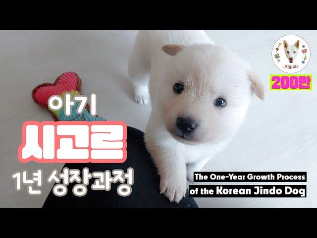 The One-Year Growth Process of the Korean Jindo Dog | The puppy's growth process over a year