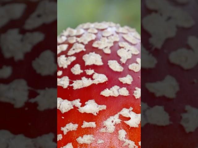 From Spores to shrooms The importance of light in Mushroom cultivation.|#shorts