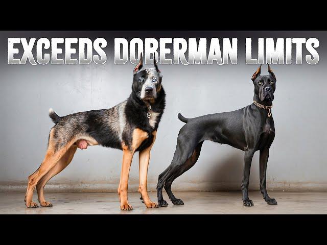 10 Dog Breeds Better Than Dobermans