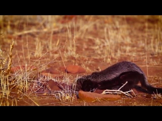 Honey badger ( xoor ama xoor dubur) #somali wildlife