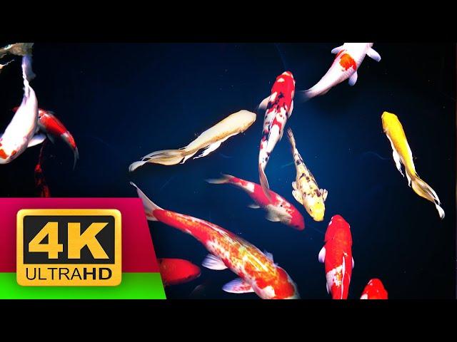 Virtual Koi Fish Pond for Relaxation and Meditation (With Sound of Nature) 3 Hours