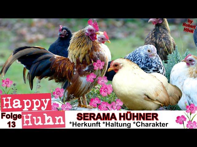 E13 Serama Hühner im Rasseportrait - HAPPY HUHN, Ayam Serama - Zwerghühner Haltung, Eier, Brut Zucht