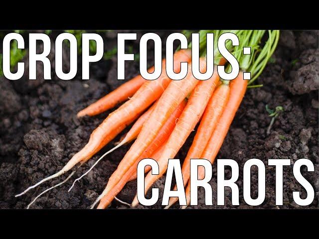 Grow Organic Carrots Like Never Before: Techniques for Abundant Harvests!