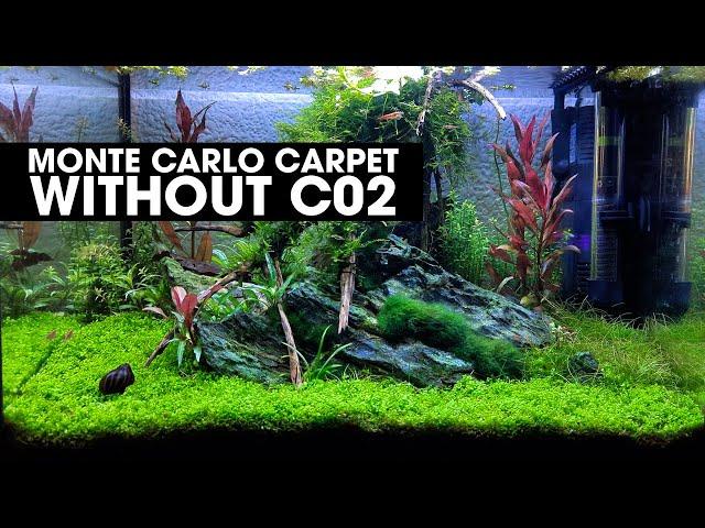 HOW TO GROW A MONTE CARLO CARPET WITHOUT CO2