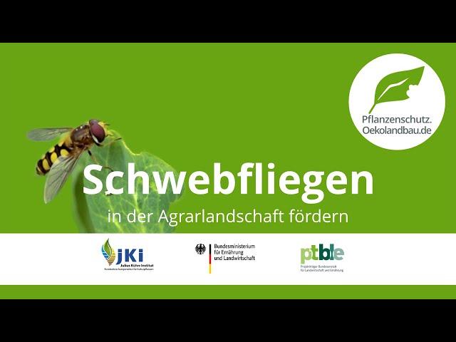 Schwebfliegen in der Agrarlandschaft fördern