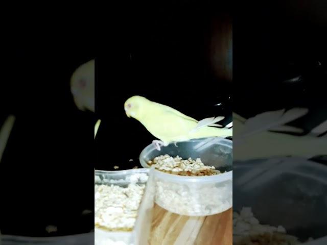 Here we meet again.. #satisfying #comedy #funnyvideo #happy #funny #cockatiel #budgies #fun