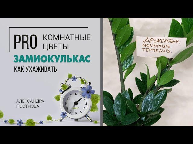 Долларовое дерево Замиокулькас - неприхотливое комнатное растение для дома и офиса. Секреты дружбы.