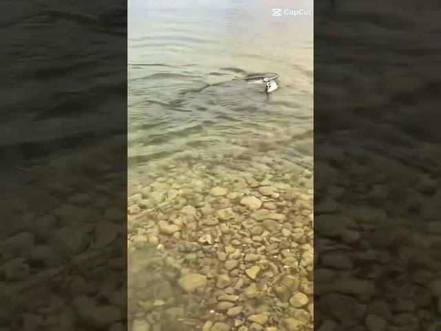 #шортс #рыбалка #щука
