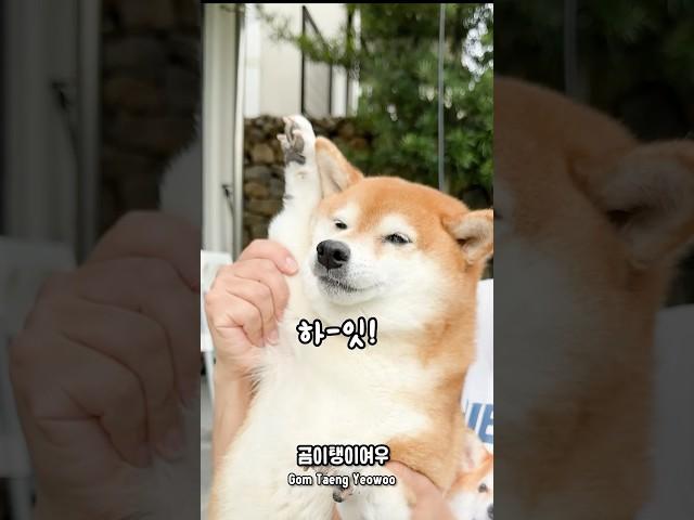 주인이 또 이상한거 보고 왔다..