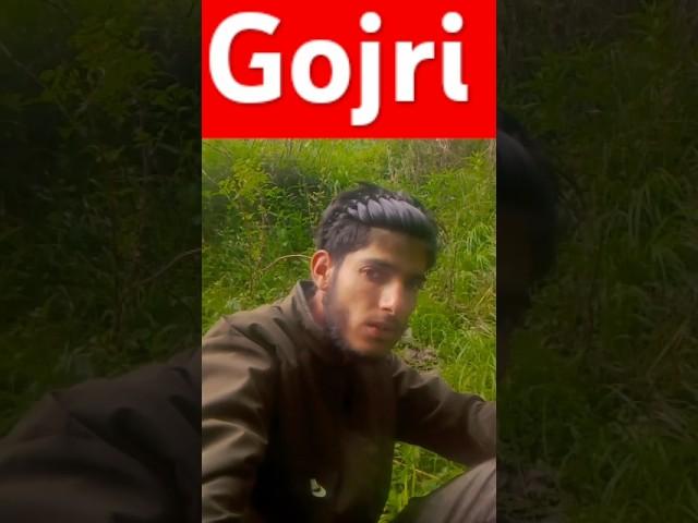 Gojri songs of Rabindranath #gojri #duet #dogrifolksong #gojrimusic #love #gojarigeet #cow #gojrison