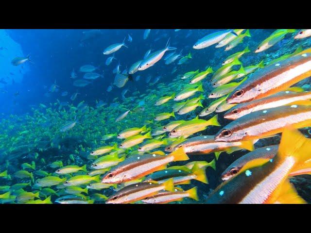 Diving in Thailand - Similan Islands, Richelieu Rock