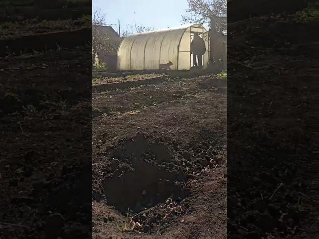 #сюмси #удмуртия #юмор #урожай #огород #садоводство