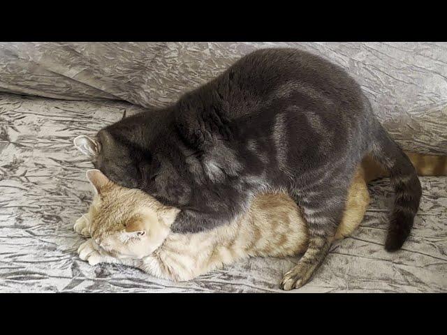 Cat Asserting His Dominance Over Kitten