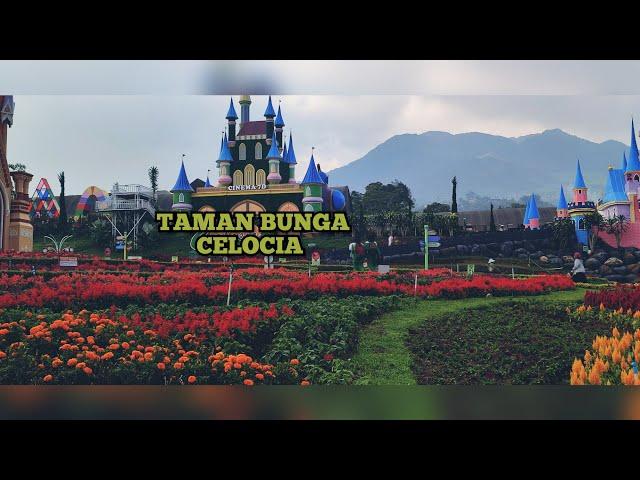 WISATA TAMAN BUNGA CELOSIA BANDUNGAN KABUPATEN SEMARANG