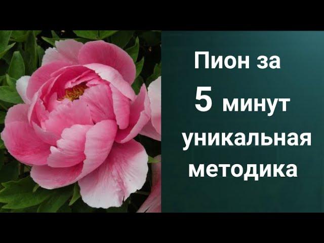 Как рисовать Пион. Получите 50 уроков бесплатно сслыка в описании.