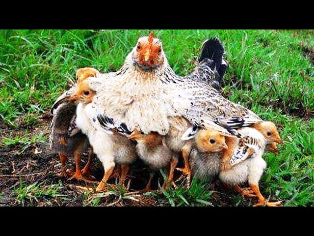 Cute Mama Hen and Chicks  Mother Hen Protecting Chicks  Baby Chicks & Hen Video