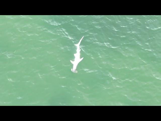 Hammerhead shark  Dunedin Causeway 7/5/24  7:30an