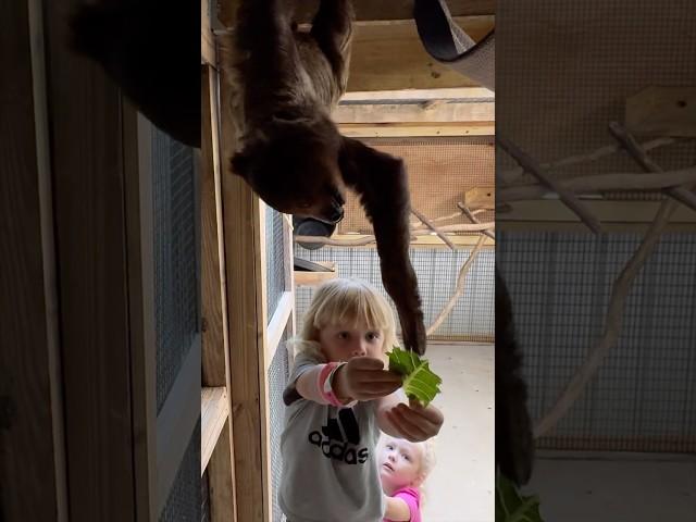 We are feeding a Sloth at the Zoo .#shorts #zoo #short #animals #kids #travel #tourist #sloth