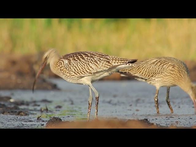 Ballydangan Wild Grouse project supporting Roscommon Climate Action