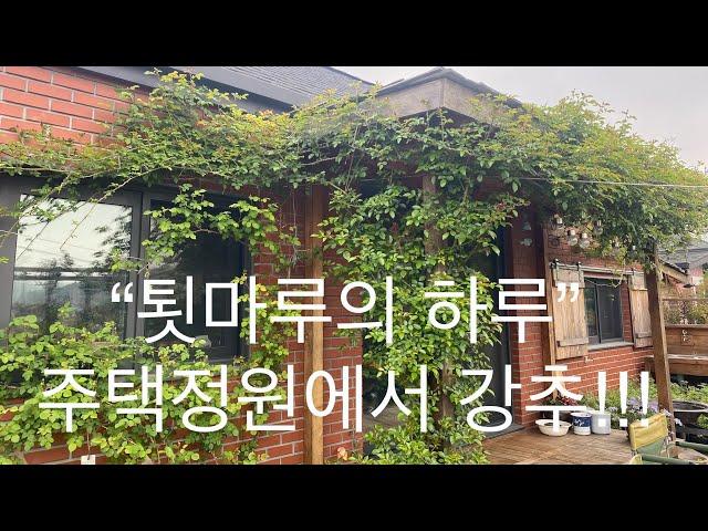 주택정원에서 강추가 되어버린 “툇마루”_이오의 툇마루 생활과 장미사랑