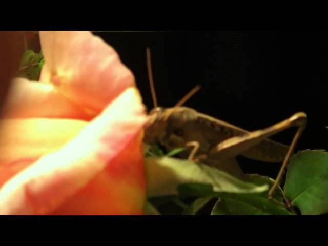 Hungry grasshopper