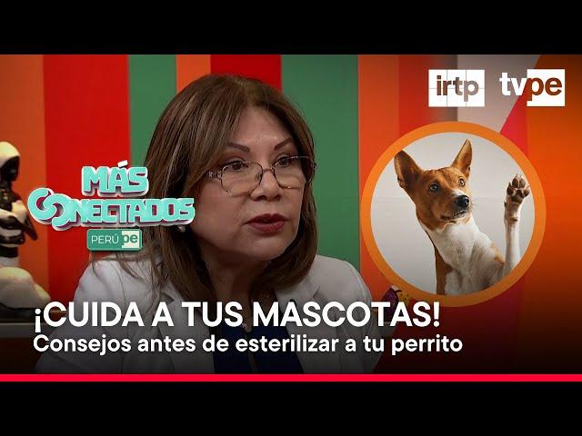 Cuidado de mascotas: ¿Cuándo debo esterilizar a mi perro?