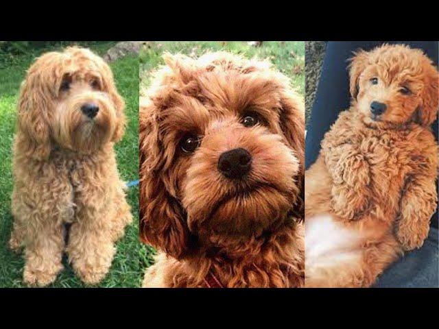 Cockapoo | Funny and Cute dog video compilation in 2022.