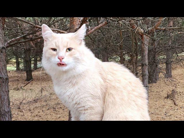 Прогулка в осенний день.