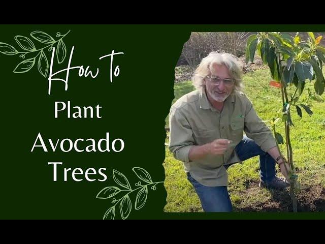 How to Plant Avocado Trees