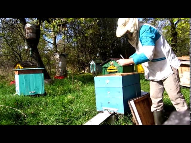 Обработка пчел от вредителей, подготовка к зиме Processing family from vermins, preparation to winte