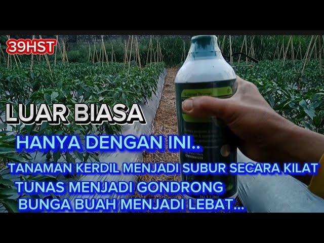 RESEP RAHASIA TANAMAN KERDIL MENJADI SUBUR SECARA CEPAT TUNAS GONDRONG BUNGA BUAH LEBAT